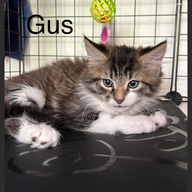Photo of Gus