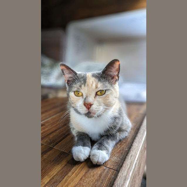Photo of Ghostie