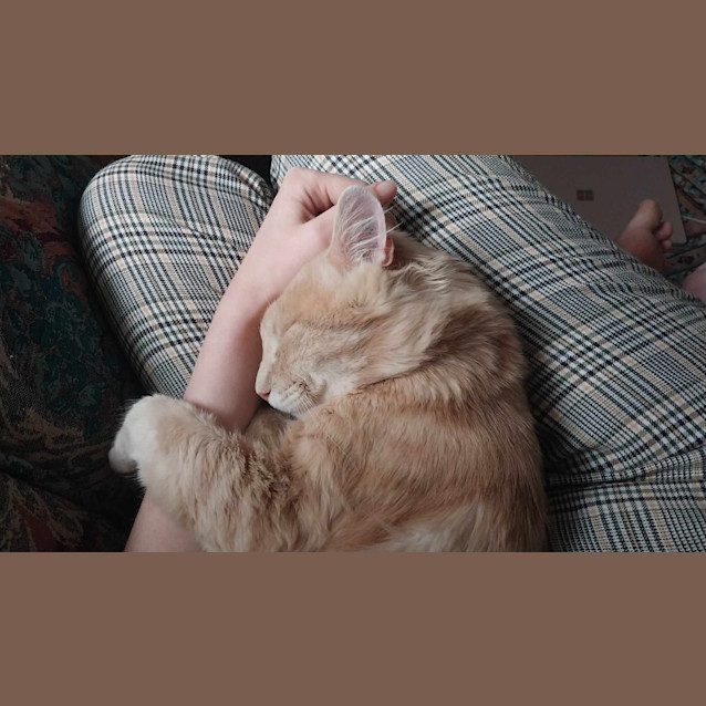 Photo of Biscoff