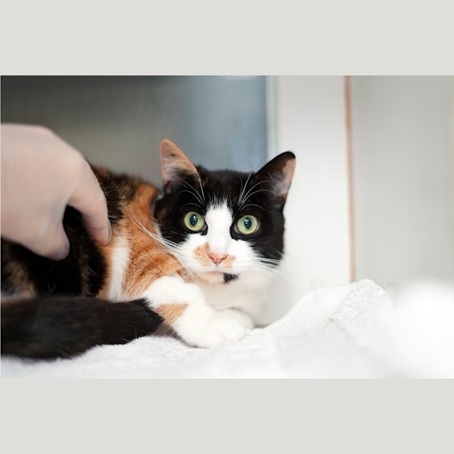 Photo of Nala