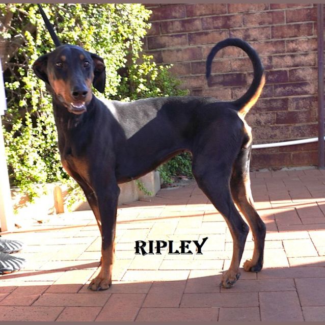 Photo of Ripley