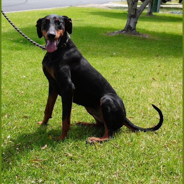 Photo of Ripley