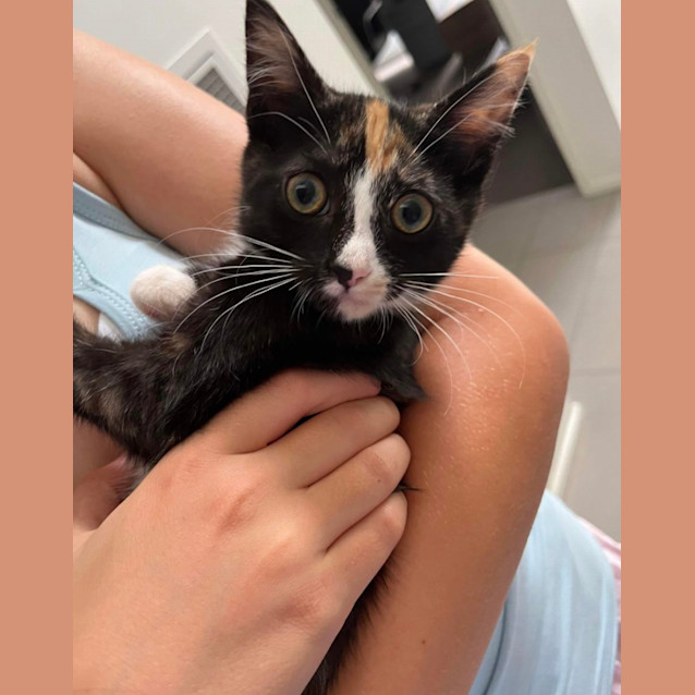 Photo of Tinkerbelle 