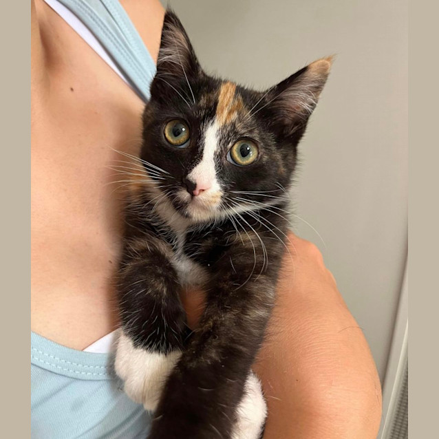 Photo of Tinkerbelle 