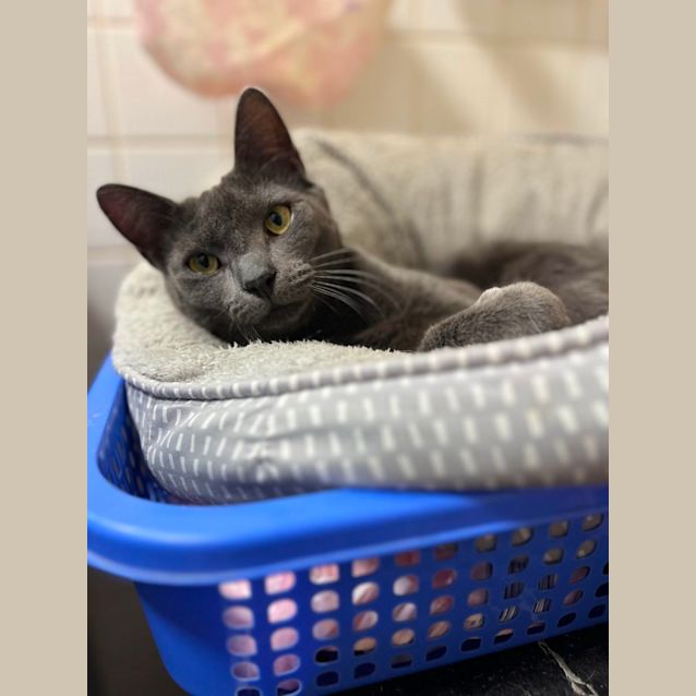 Photo of 🩶 Oscar 🩶