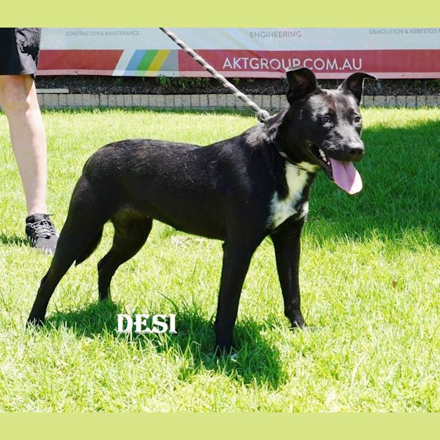 Photo of Desi