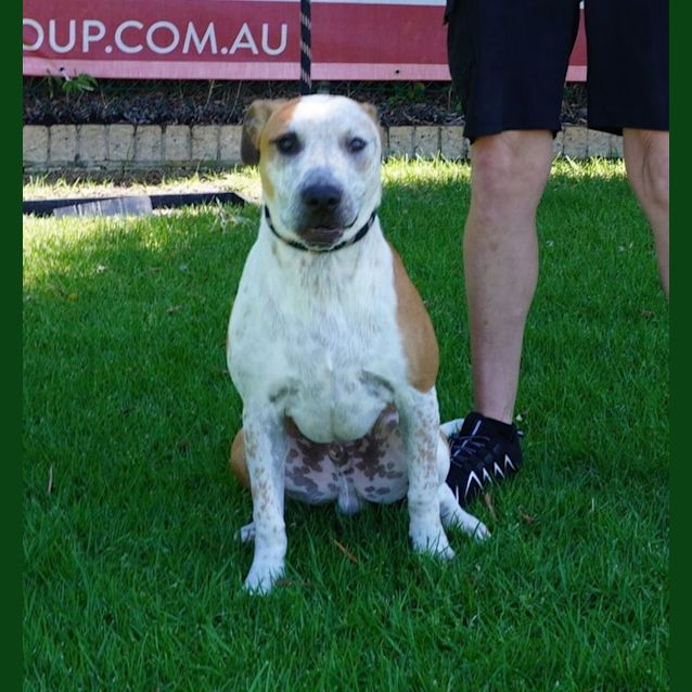 Photo of Bugsy