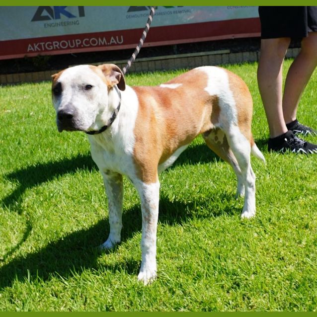 Photo of Bugsy
