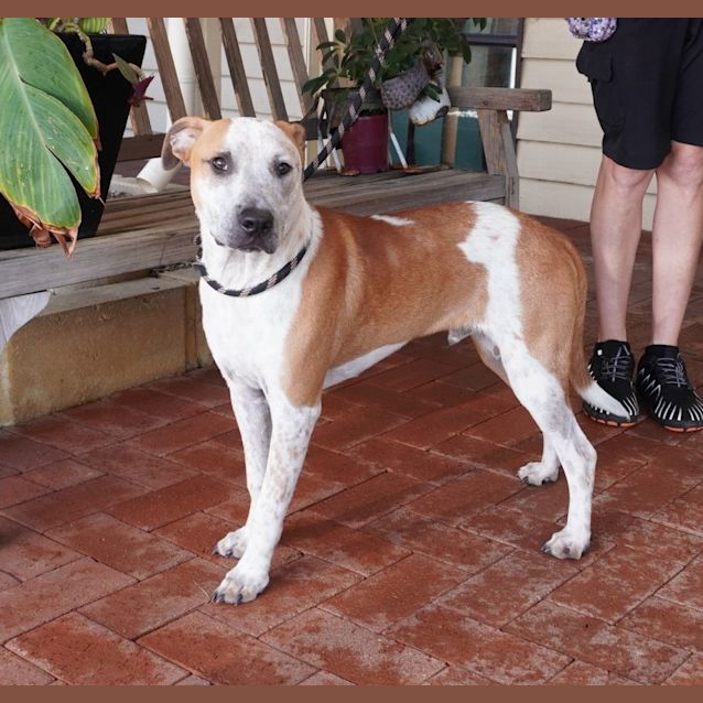 Photo of Bugsy