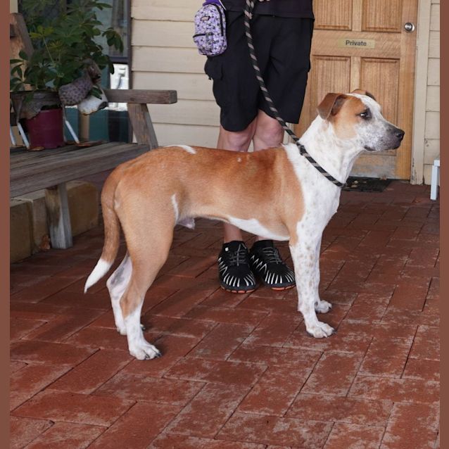 Photo of Bugsy