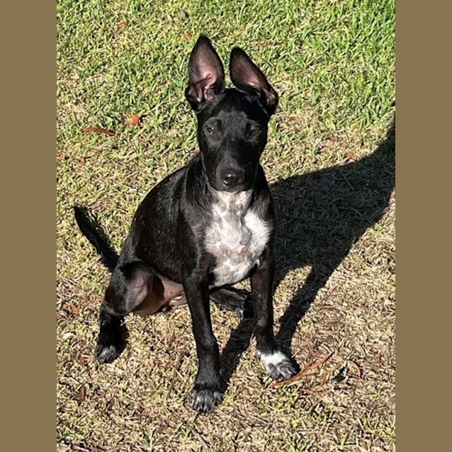 Photo of Zara   4 Month Old Kelpie X