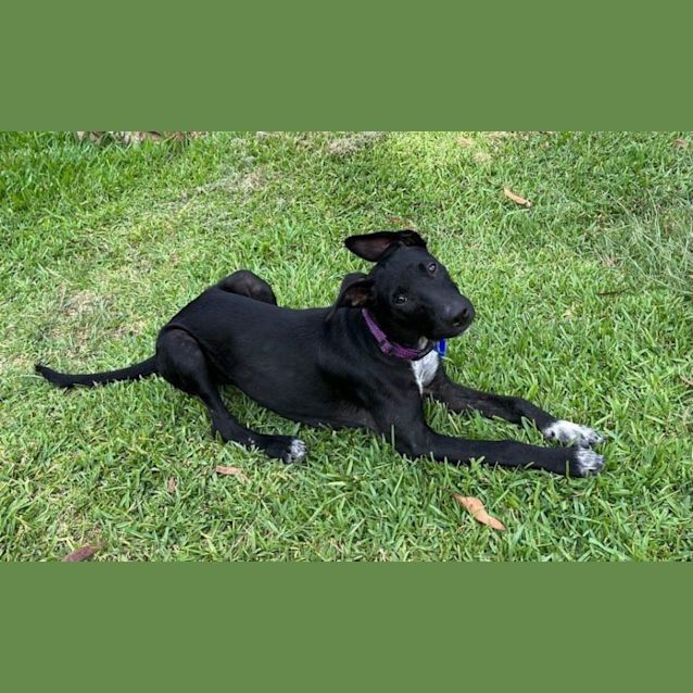 Photo of Zara   4 Month Old Kelpie X