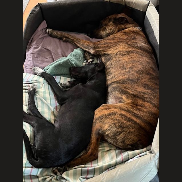 Photo of Zara   4 Month Old Kelpie X