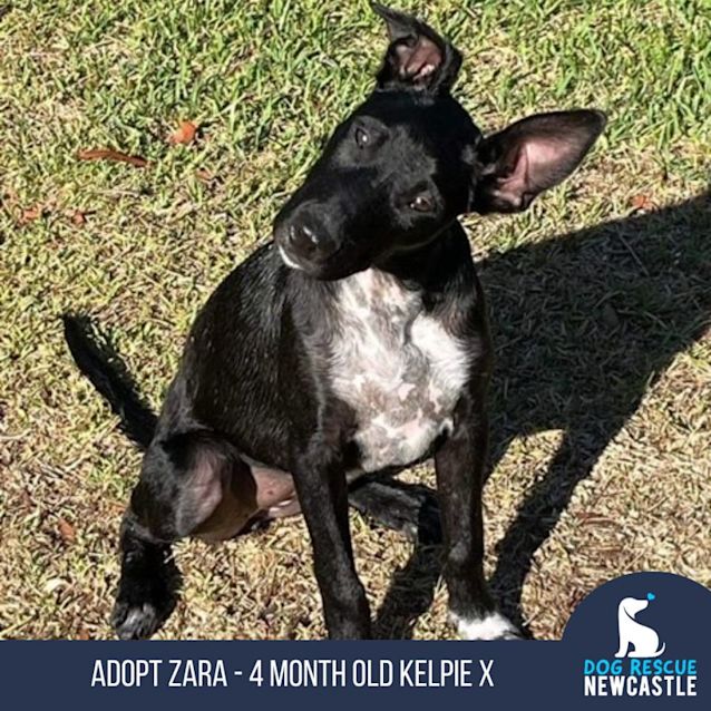 Photo of Zara   4 Month Old Kelpie X