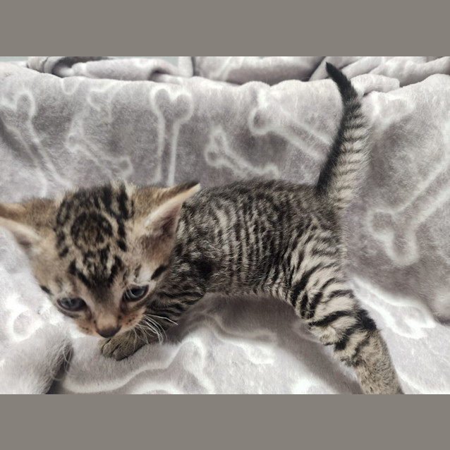 Photo of Comet 🦌🎄