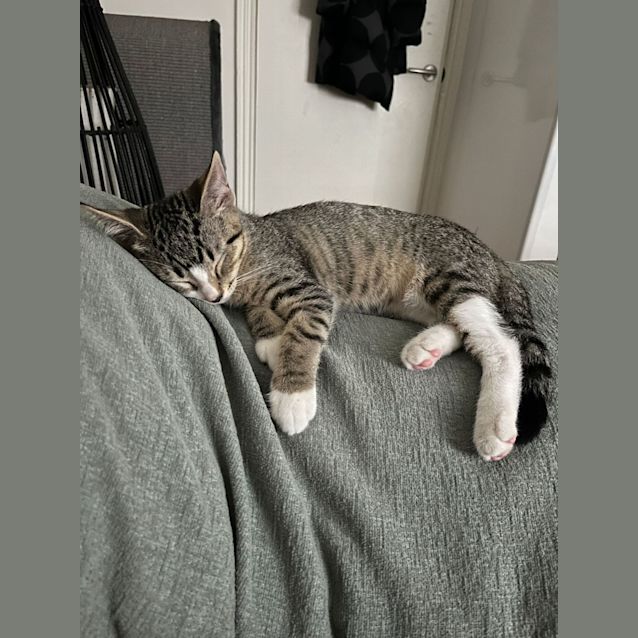 Photo of Leo