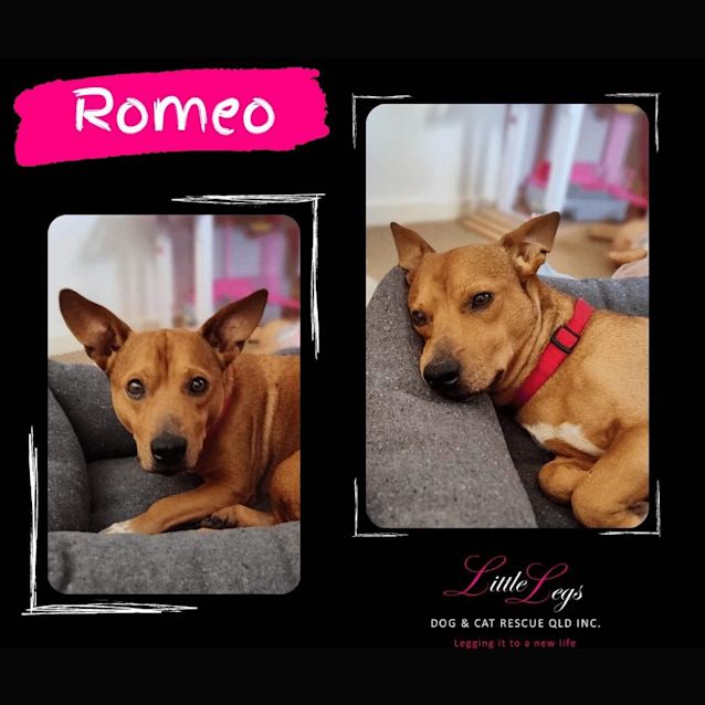 Photo of Romeo