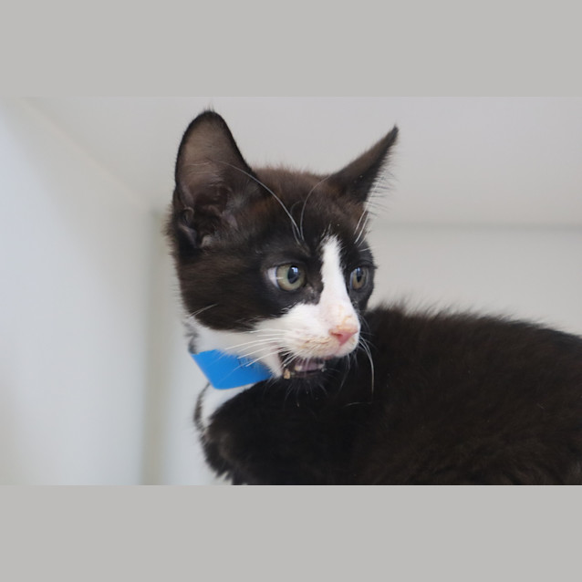 Photo of Reggie
