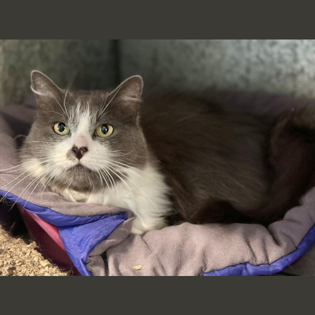 Photo of Peanut