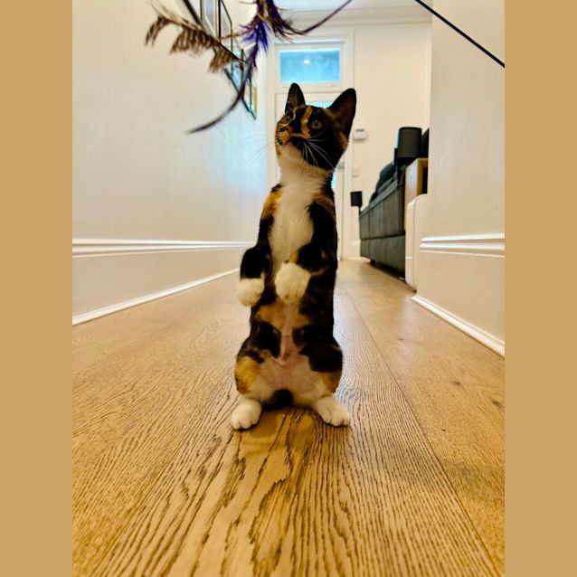 Photo of Ladybug