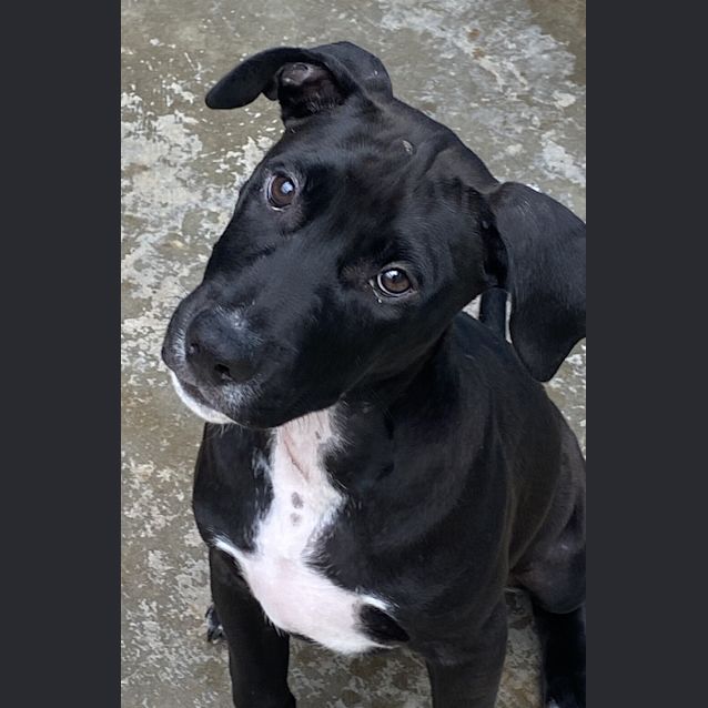 Photo of Luna