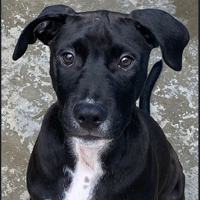Photo of Luna