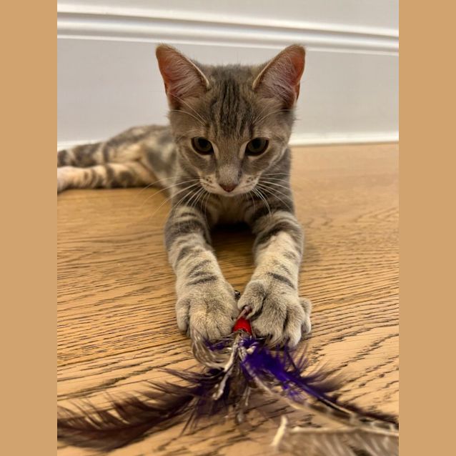 Photo of Cricket