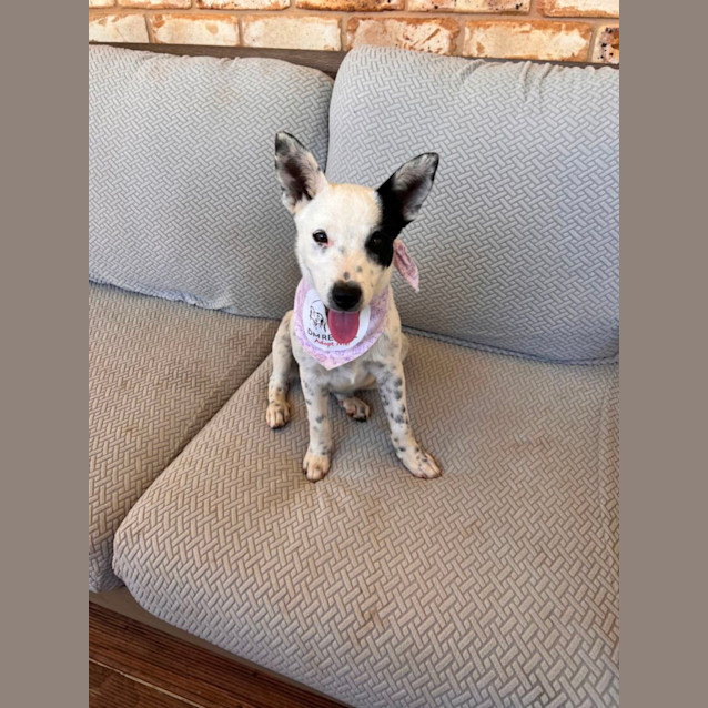 Photo of Pepper