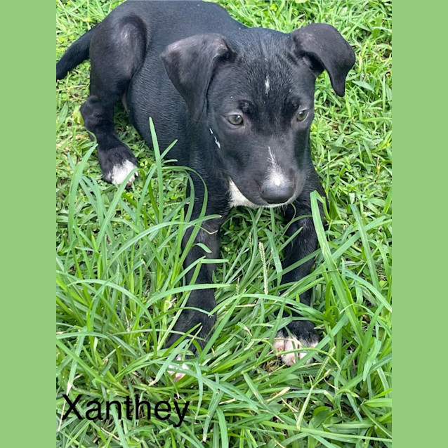 Photo of Xanthey