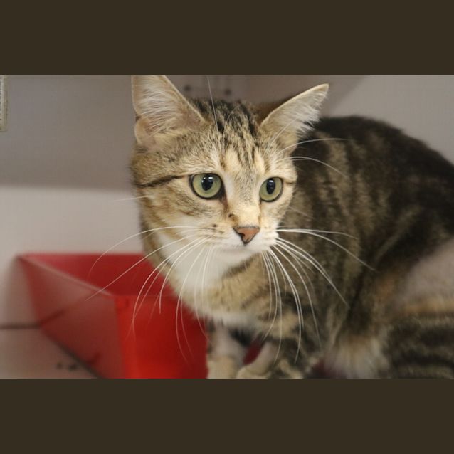 Photo of Pebbles