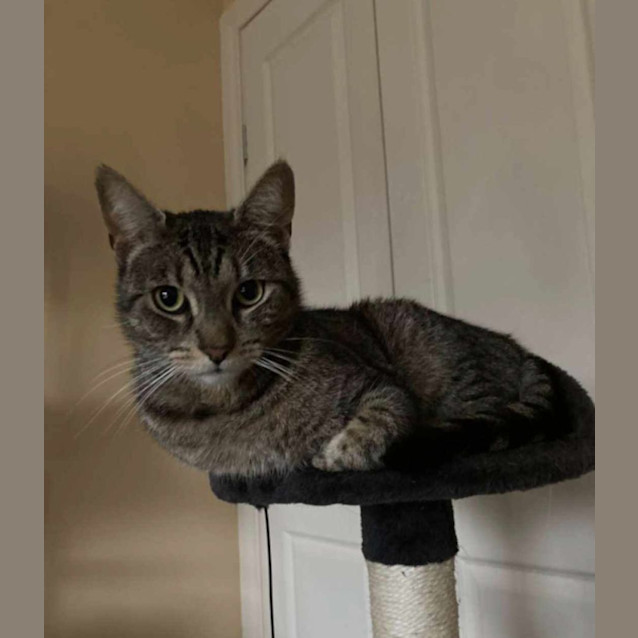 Photo of Cooper