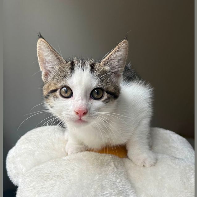 Photo of ❤️ Angus ❤️