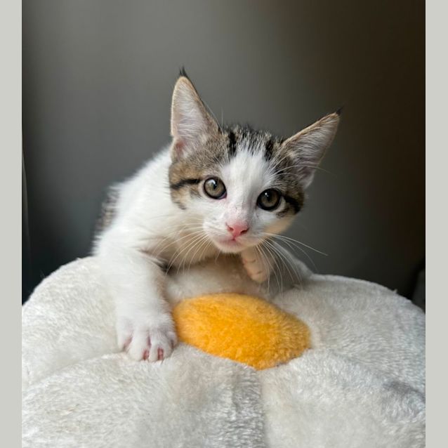 Photo of ❤️ Angus ❤️