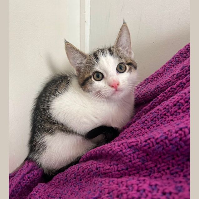 Photo of ❤️ Angus ❤️