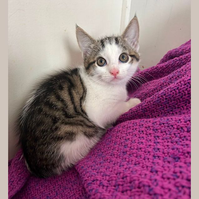 Photo of ❤️ Angus ❤️