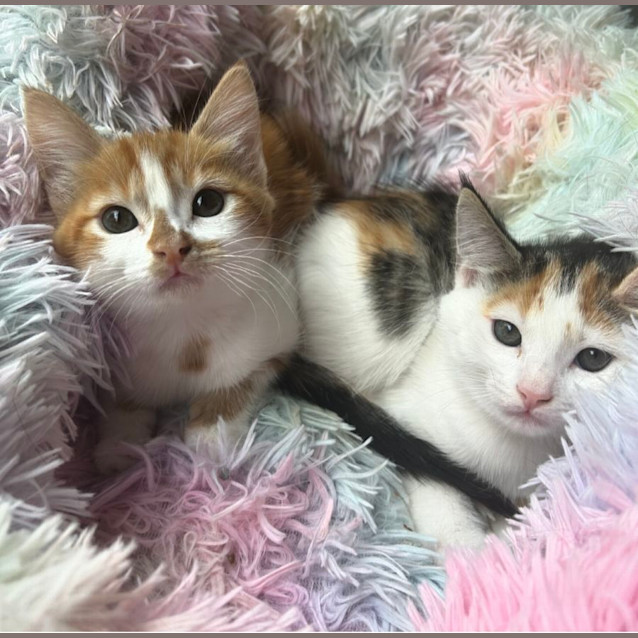 Photo of 🌼 Daisy & Chutney 🧡 