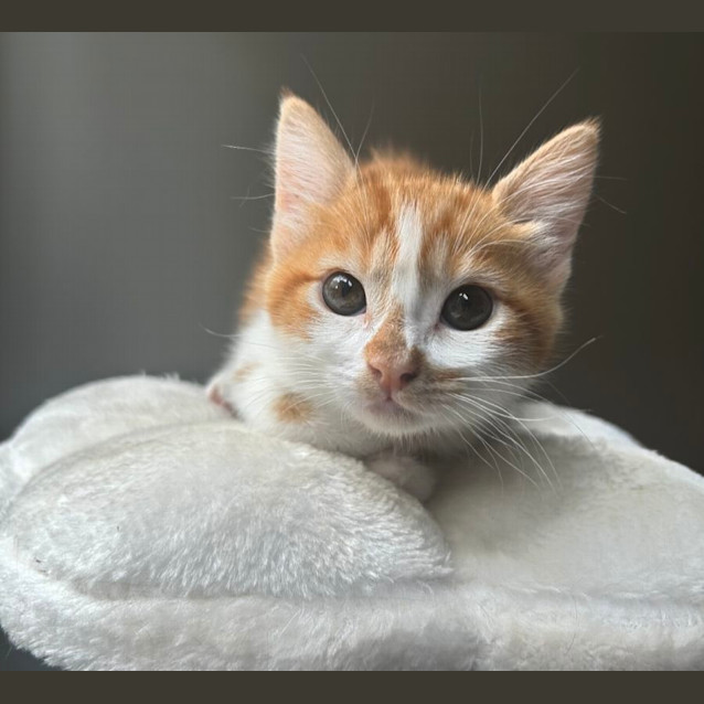 Photo of 🌼 Daisy & Chutney 🧡 