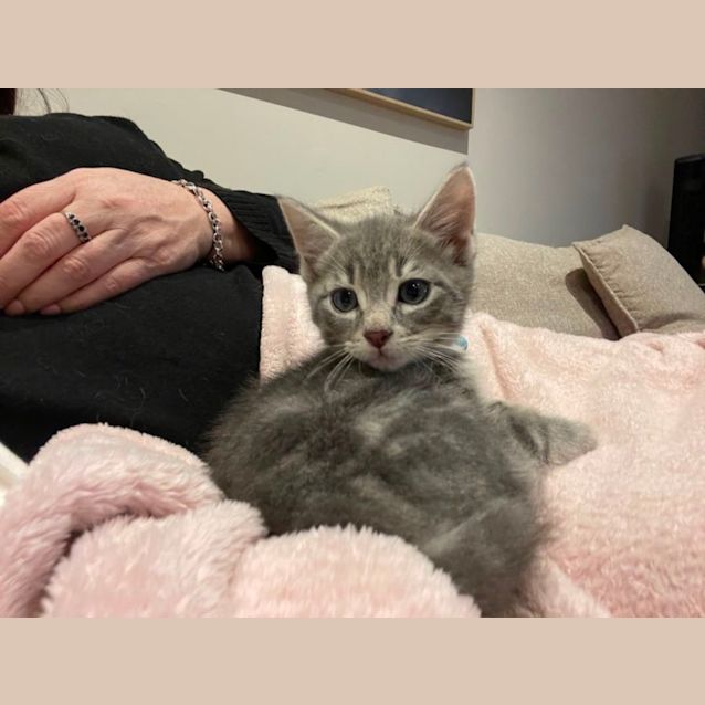 Photo of Ferris **2nd Chance Cat Rescue**