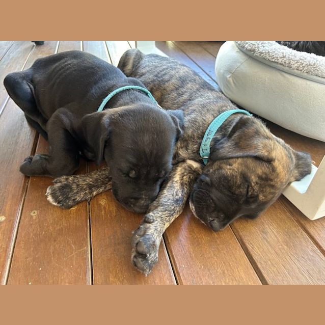 Photo of Tiger   8 Week Old Bull Arab X (Trial)