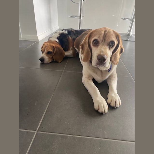 Photo of Billy & Bobby   9 & 6 Year Old Beagles