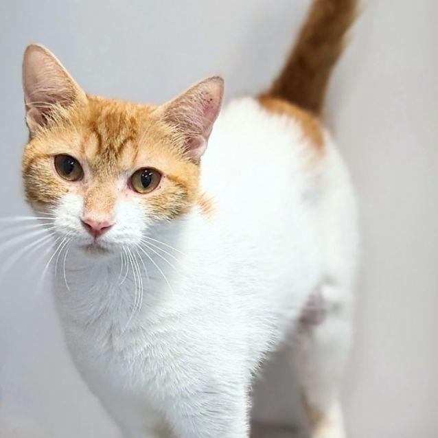 Photo of Kia