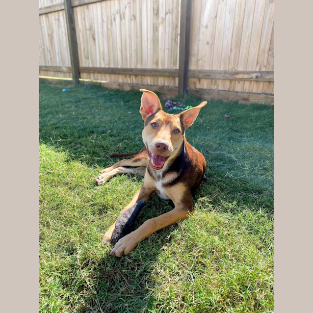 Photo of Gizmo *$250 Adoption Fee*