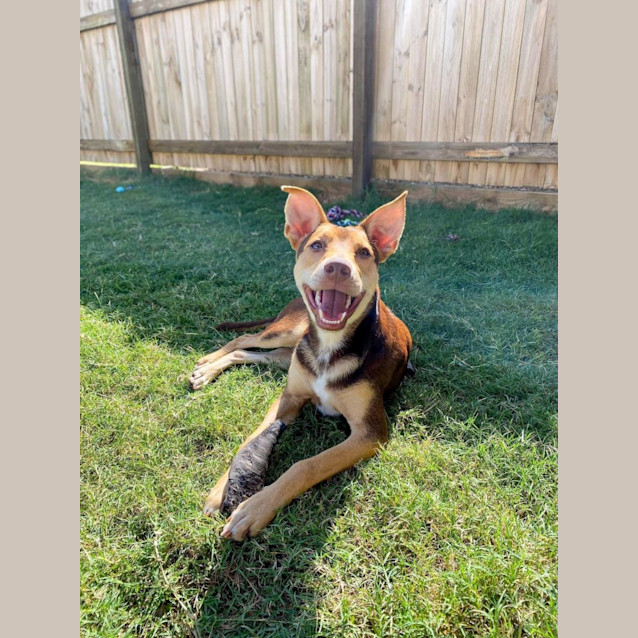 Photo of Gizmo *$250 Adoption Fee*