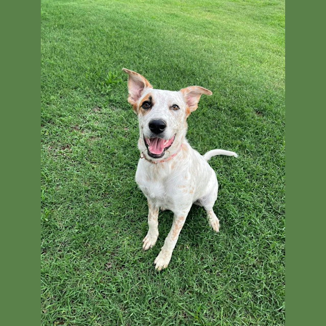 Photo of Ivy *$150 Adoption Fee* 