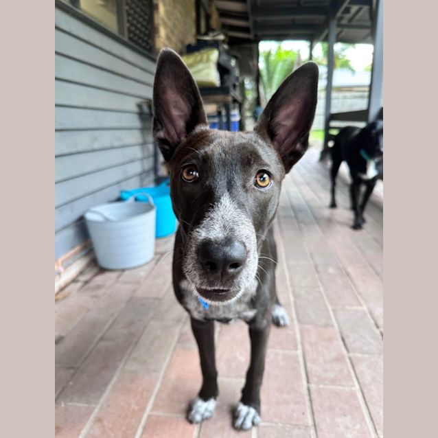 Photo of Jazzie