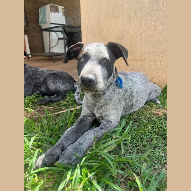 Photo of Oreo