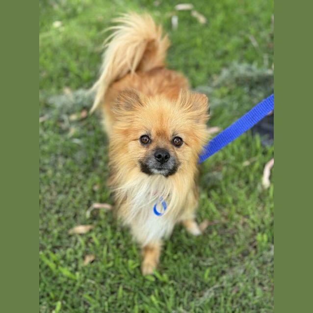 Photo of Loki