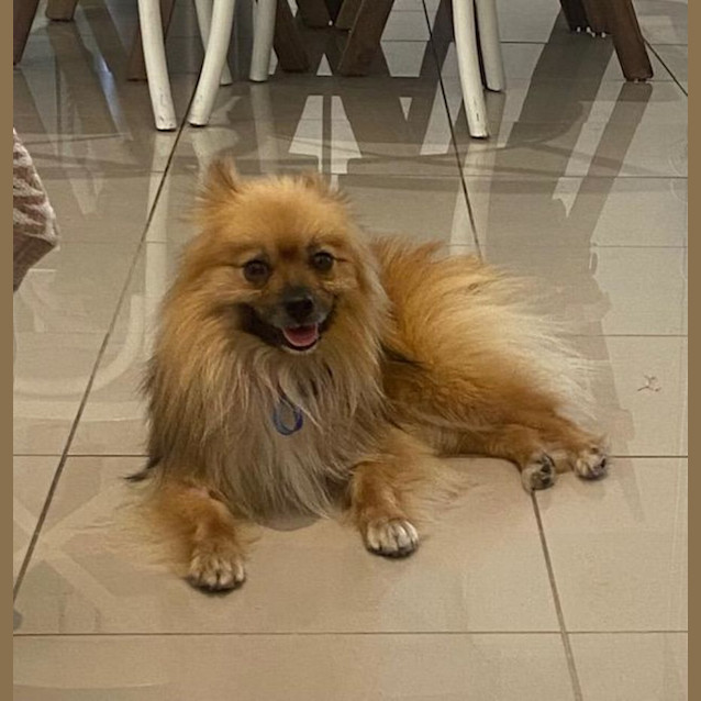 Photo of Loki