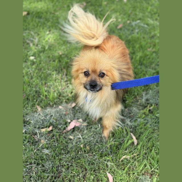 Photo of Loki