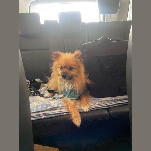 Photo of Loki